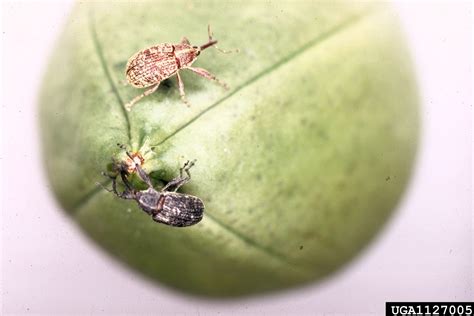 Boll Weevil Anthonomus Grandis Grandis