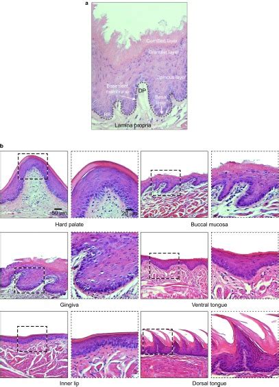 Oral Mucosa In Mus Musculus A Diagram Of Hande Stained Buccal Mucosa