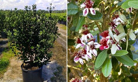 Feijoa Sellowiana Pineapple Guava Tree Acca Sellowiana Shrub Pineapple Guava Tree Guava