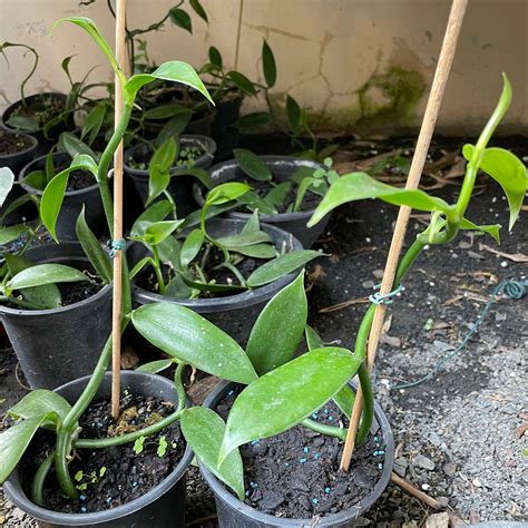 Vanilla Planifolia Baunilha Orqu Deas Cia