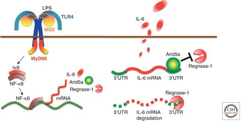 Il 6 In Inflammation Immunity And Disease