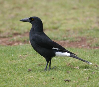 Pied Currawong - Sustainability - University of Queensland