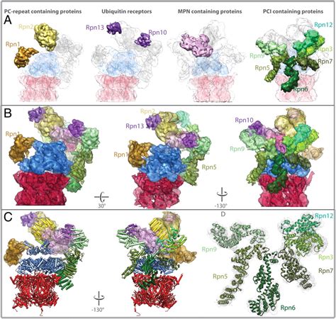 Molecular Architecture Of The 26s Proteasome Holocomplex Determined By An Integrative Approach