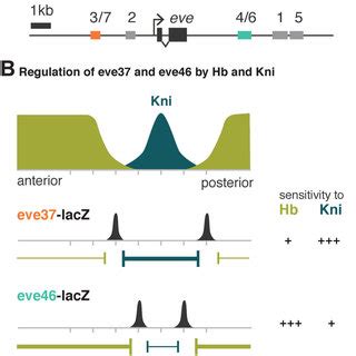 Eve And Eve Respond Differently To The Same Repressors A