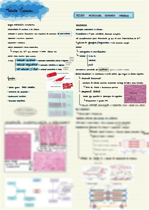 Solution Tecido Muscular Liso E Card Aco Laura Kale Daher Studypool