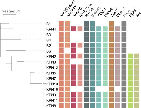 Clonal Or Not Clonal Investigating Hospital Outbreaks Of Kpc Producing