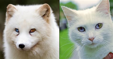 26 Unusual and Amazingly Cute Animals With Different Colored Eyes That ...