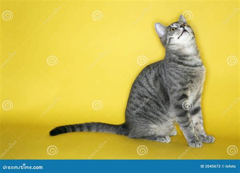 Gray Striped Cat Looking Up Stock Photo Image Of Playful Striped