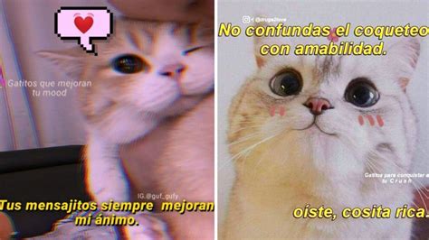 5 MEMES Graciosos De Gatitos Para Ligar Por WhatsApp Petlife