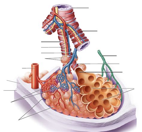 Figure 6 5a Bronchiole And Alveolar Sac Diagram Quizlet