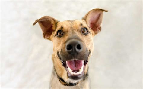 Why does my dog cough when excited?