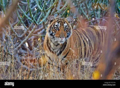 India Rajasthan State Ranthambore National Park Bengal Tiger Panthera Tigris Tigris Young