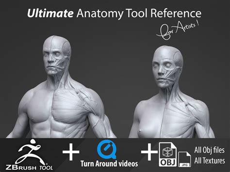 Paskal On Gumroad Anatomy Create Your Own Character Sketch Book