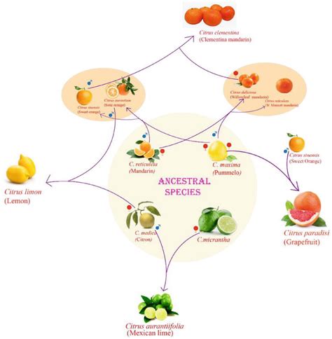 Introductory Chapter Citrus For A Healthy Life Intechopen