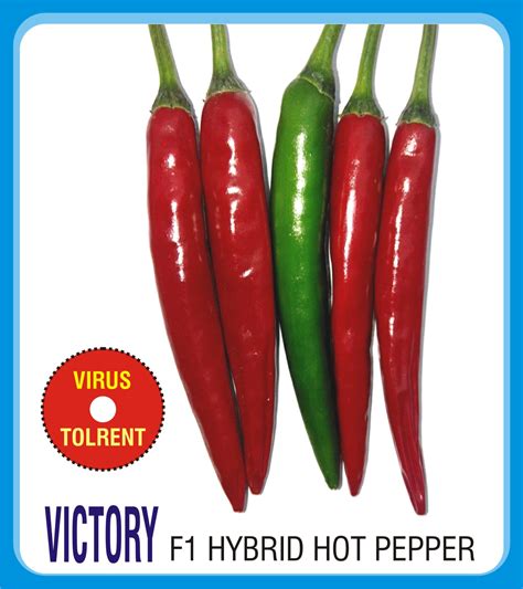 Starfield Crop Science Virus Tolerant F Hybrid Chilli Victory