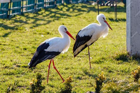 Premium Photo Beautiful Storks Walk On The Grass