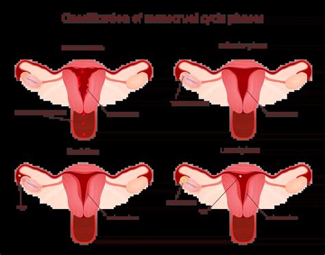 Follicular Phase: What It Is and How it Impacts You