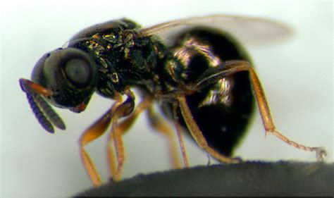 Flight Ability And Morphology In The Parasitoid Wasp Nasonia