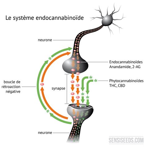 Tout savoir sur les cannabinoïdes et leurs récepteurs dans le corps