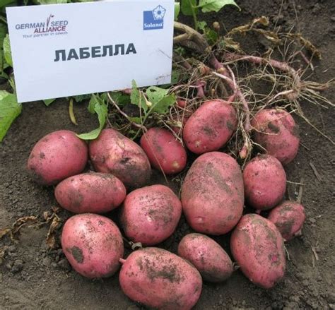 Сорт картофеля «Лабелла» – описание и фото