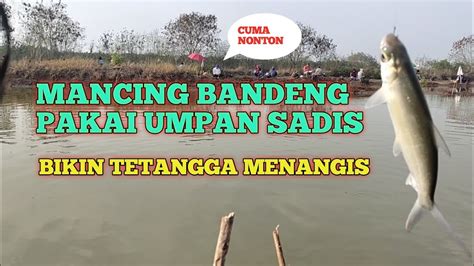 Mancing Bandeng Pakai Umpan Sadis Bikin Gak Sempet Ngopi Youtube