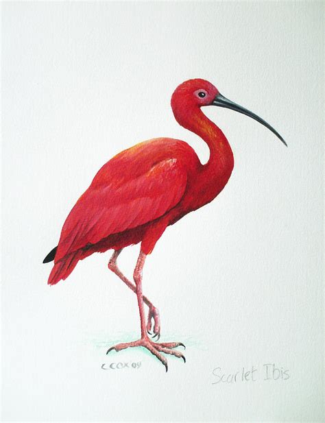 Scarlet Ibis Painting By Christopher Cox