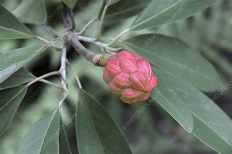 Sweetbay magnolia (Magnolia virginiana) fruit and foliage - Stock Image - C056/2071 - Science ...