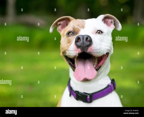 Brown And White Pitbull Boxer Mix