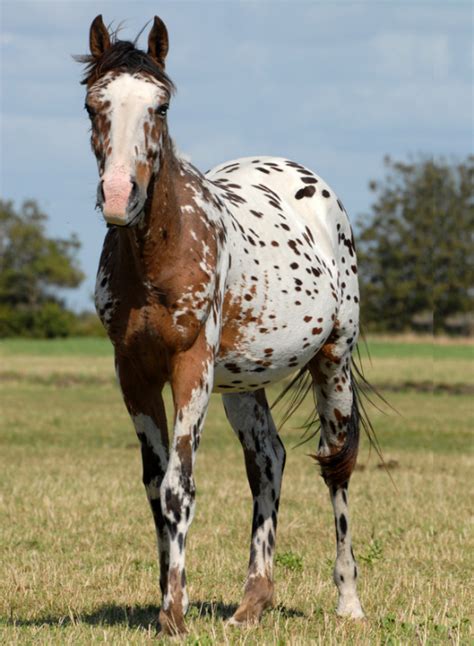 Appaloosa Pferd Warmblut Erziehung Und Eigenschaften