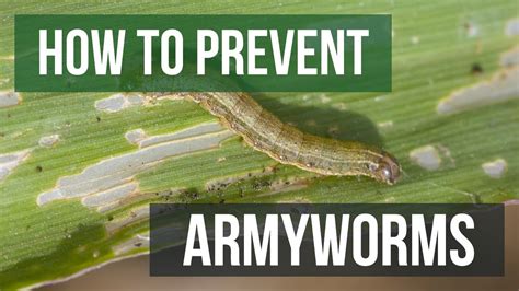 How To Get Rid Of Army Worms