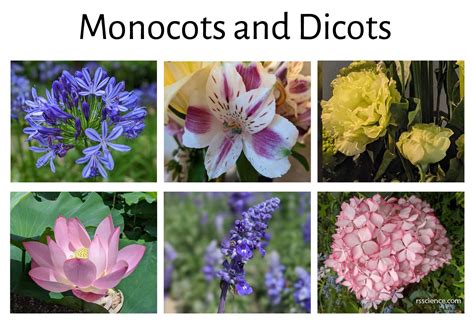 How to Identify Mono vs. Dicot Plants in Your Garden