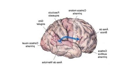 Arcuate Fasciculus Of The Brain Location And Functions