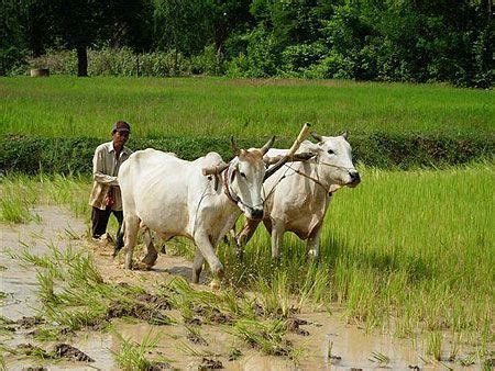 Farming by Donna Jos Sia Cambodge Rizière Photos voyages