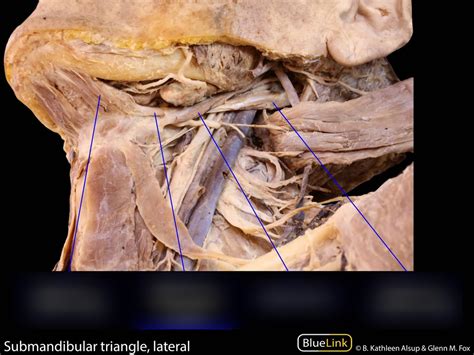 Submandibular Triangle Diagram Quizlet