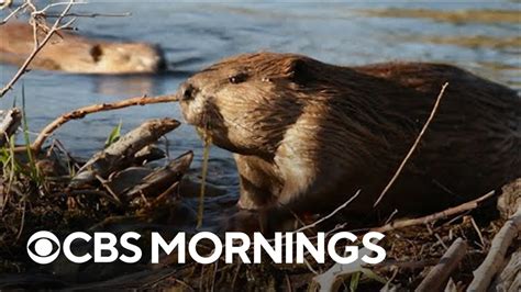 Scientists Use Beavers To Create Drought And Fire Resistant Landscapes