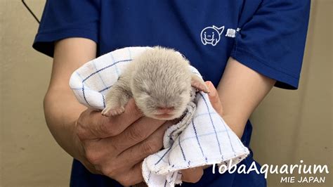 鳥羽水族館（toba Aquarium） On Twitter 今朝のカワウソベビたち🤗💕体重測定時の様子です ️3匹ともすくすく成長中