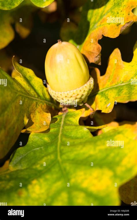 Oak Tree Acorns Hi Res Stock Photography And Images Alamy