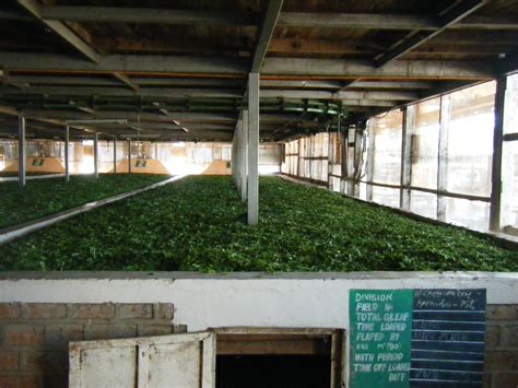 The Science And Art Of Tea Making Yorkshire Tea