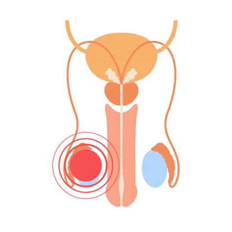 Testicular Anatomy Illustrations Royalty Free Vector Graphics And Clip