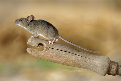 Souris Grise Souris Domestique Mus Musculus Observatoire National