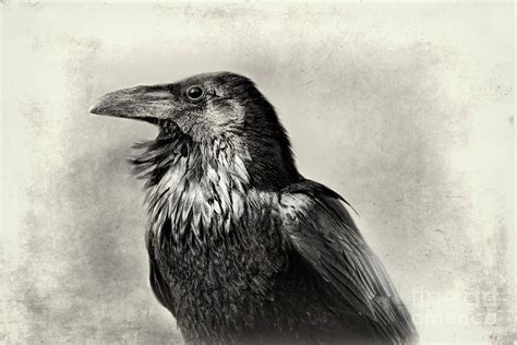 Portrait Of A Raven Photograph By Norma Warden Fine Art America