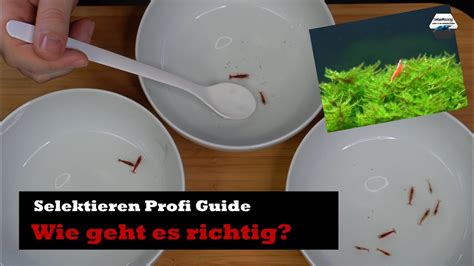 Garnelen Selektieren Einfach Erkl Rt Mit Profi Tipps Youtube