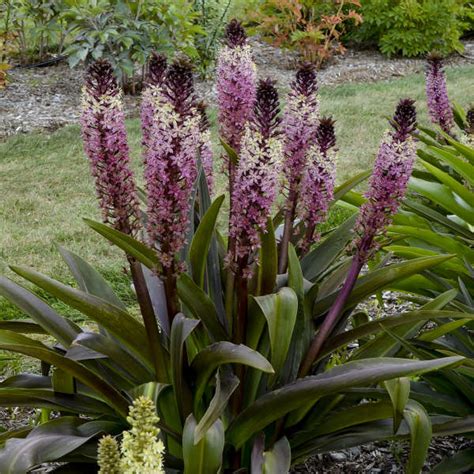 Perennials With Multi Colored Flowers Walters Gardens Inc