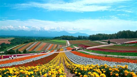 🔥 Furano Biei, Hokkaido 🔥 : r/NatureIsFuckingLit