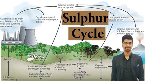 Sulfur Cycle Steps