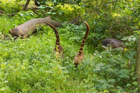 Premium Photo | South american coati, nasua nasua, in the nature habitat