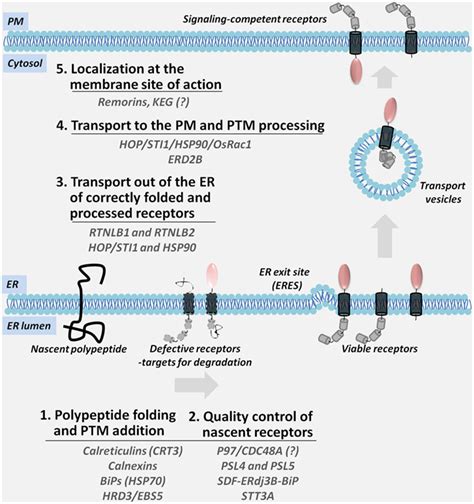 Frontiers A Model For The Biosynthesis And Transport Of Plasma