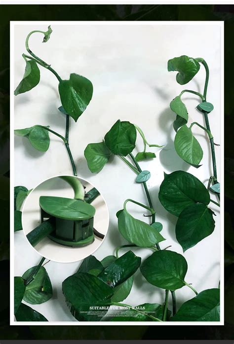 Tuteur Plante Clips de fixation muraux pour plantes 10 pièces