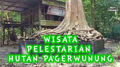 Wisata Pelestarian Hutan Alam Pagerwunung YouTube