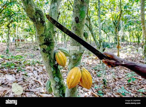 Cacao Durable Le Gouvernement Ivoirien Pour La R Glementation Voix